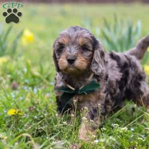 Gabriel, Cavapoo Puppy